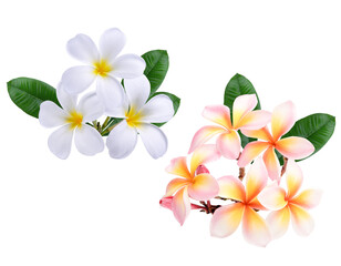 Pink  white plumeria, frangipani flowers isolated .  Hawai flowers look and sweet on transparent.. © siriratsavett88