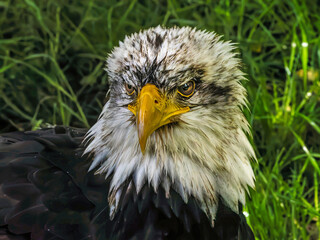 American bald eagle portrait. close-up view, its intricate feathers and distinctive yellow beak showcased against a softly blurred natural backdrop, evoking a sense of wild beauty.