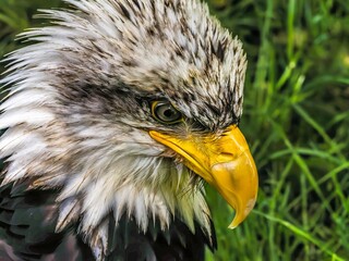 American bald eagle portrait. close-up view, its intricate feathers and distinctive yellow beak showcased against a softly blurred natural backdrop, evoking a sense of wild beauty.