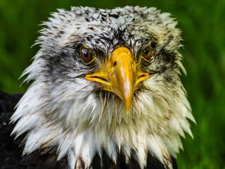 American bald eagle portrait. close-up view, its intricate feathers and distinctive yellow beak showcased against a softly blurred natural backdrop, evoking a sense of wild beauty.