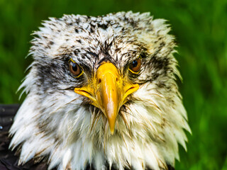 American bald eagle portrait. close-up view, its intricate feathers and distinctive yellow beak showcased against a softly blurred natural backdrop, evoking a sense of wild beauty.