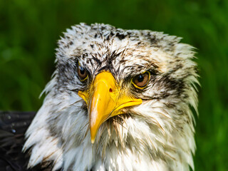 American bald eagle portrait. close-up view, its intricate feathers and distinctive yellow beak showcased against a softly blurred natural backdrop, evoking a sense of wild beauty.
