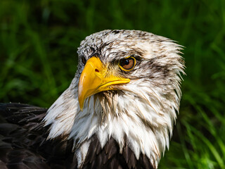 American bald eagle portrait. close-up view, its intricate feathers and distinctive yellow beak showcased against a softly blurred natural backdrop, evoking a sense of wild beauty.
