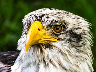 American bald eagle portrait. close-up view, its intricate feathers and distinctive yellow beak showcased against a softly blurred natural backdrop, evoking a sense of wild beauty.