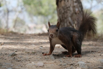 Squirrel in the park closeup