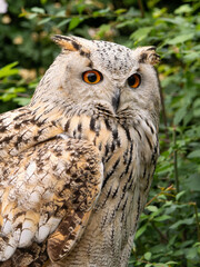 Beautiful eurasian great horned eagle owl portrait. (Bubo bubo) in summer nature, one of the largest species.