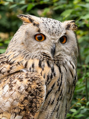Beautiful eurasian great horned eagle owl portrait. (Bubo bubo) in summer nature, one of the largest species.