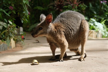 Tammar Wallaby on the ground with plants in the back