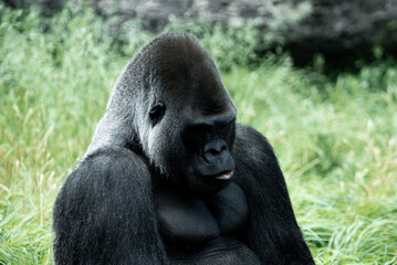 silverback 
