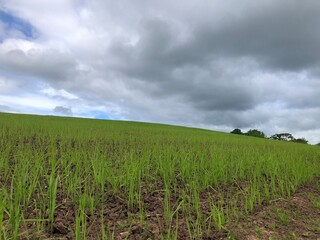 Field of spring barley in May, North Yorkshire, England, UK