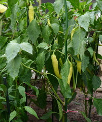 Green chili peppers growing in the garden