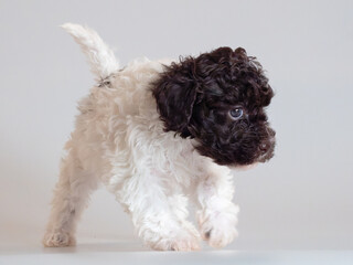 Lagotto Romagnolo Welpe