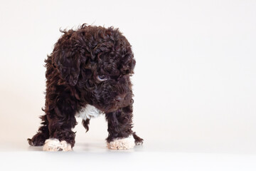 Lagotto Romagnolo Welpe