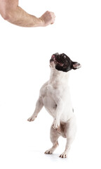 French Bulldog who jumps