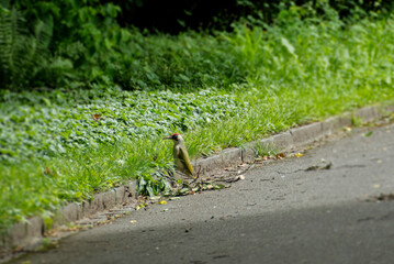 European green woodpecker (Picus viridis) sitting on the ground in Zurich, Switzerland