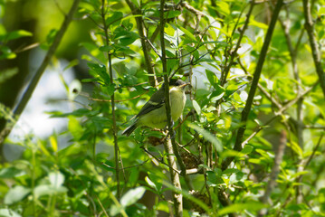 Juvenile Great tit (Parus major) sitting in a tree in Zurich, Switzerland