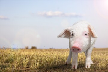 Obraz premium Cute small Domestic pig outdoor