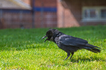 Obraz premium A Crow cawing with its beak open. Taken against a green bokeh background. The Carrion Crow is a member of the Corvid family of birds. 