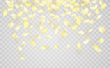 Yellow falling rose or sunflowers petals.Transparent panoramic horizontal background.Amber flower spring template.