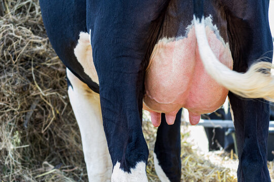 rear view of dairy cow udder closeup