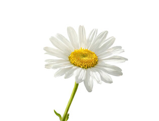 One white daisy flower on a white or transparent background, close up.