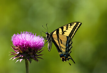 A Western Swallowtail butterfly pollinating on a pink thistle flower in Colorado.