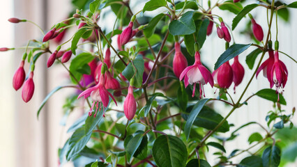 Pink fuchsia flowers on the balcony.