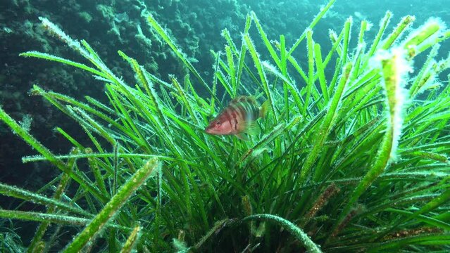 Underwater life - Painted comber fish into a Posidonia seaweed field