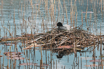Summer brings vibrant wildlife to the park's lake, with coots nesting amidst the aquatic beauty, creating a picturesque scene for nature enthusiasts.