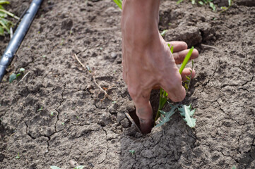 Farmer planting onion