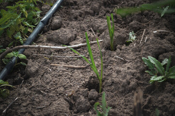 freshly harvested seeding in the garden