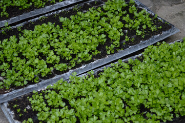 Parsley growing in a seeding pots