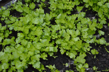 Fototapeta premium Parsley growing in a seeding pots