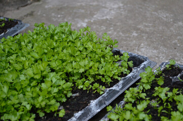 lettuce growing in a garden