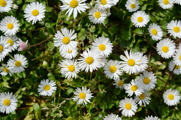 Fototapeta premium Flowering of daisies. Oxeye daisy, Leucanthemum vulgare, Daisies, Dox-eye, Common daisy, Dog daisy, Moon daisy. Gardening concept
