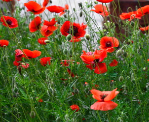 Red poppy flowers (Papaver rhoeas, flanders poppy) in the little garden.