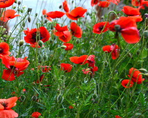 Naklejka premium Red poppy flowers (Papaver rhoeas, flanders poppy) in the little garden.
