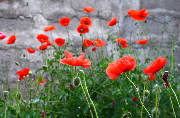 Fototapeta premium Red poppy flowers (Papaver rhoeas, flanders poppy) in the little garden.