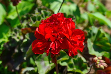 beautiful geraniums flower in the garden