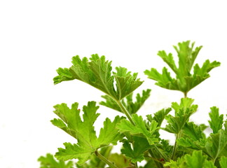 Pelargonium graveolens is an uncommon Pelargonium species. Close up of a rose geranium leaf. Leaves of Pelargonium graveolens