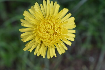 yellow dandelion flower