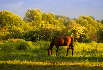 Konie na pastwisku w pięknym świetle zachodzącego słońca