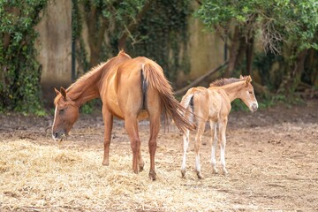 Fototapeta premium animal brown horse and foal grazing together