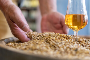 Man hand with whisky glass close-up on background of heap of barley grains on wooden cask