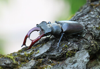 A stag beetle (Lucanus cervus) in the wild
