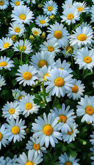 Fototapeta premium Floral Contrast Scene