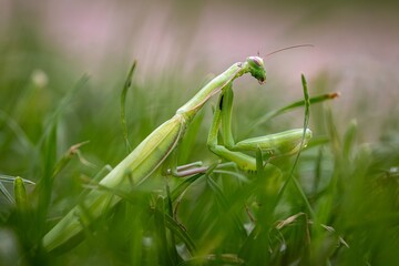 Mantis