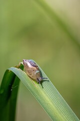 Snail closeup