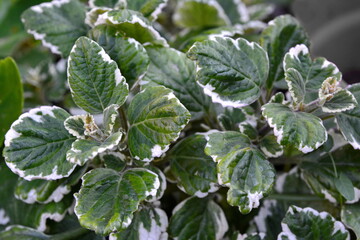 A closeup shot of a botanical plant leaves Green leaf with white edges, background picture