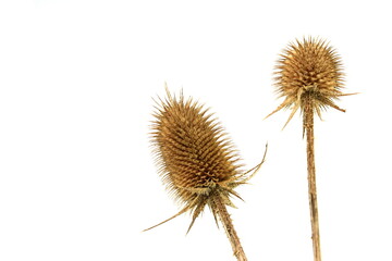 Dry thistle isolated on a white background